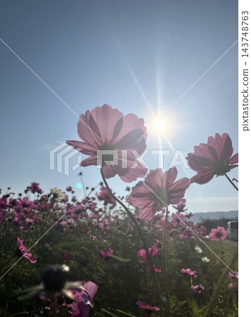 陽光下盛開的波斯菊 陽光下盛開的波斯菊 143748763