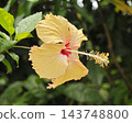 Close-up of a charming peach hibiscus flower with soft vintage tone and natural background. 143748800