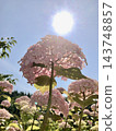 Translucent hydrangea 143748857