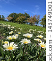 Gazanias blooming in the park 143749001