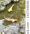 Elegant swimming carp 143749046