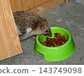 hedgehog eating cat food hedgehog eating cat food 143749098