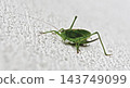 green grasshopper green grasshopper 143749099