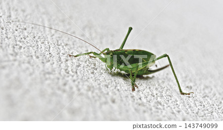 green grasshopper green grasshopper 143749099
