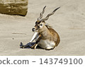 Indian blackbuck Indian blackbuck 143749100