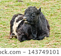 Belted Galloway calf Belted Galloway calf 143749101