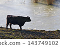 young higland cattle young higland cattle 143749102