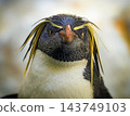 rockhopper penguin rockhopper penguin 143749103