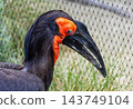southern ground hornbill southern ground hornbill 143749104
