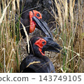 southern ground hornbills southern ground hornbills 143749105