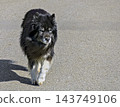 shaggy dog shaggy dog 143749106