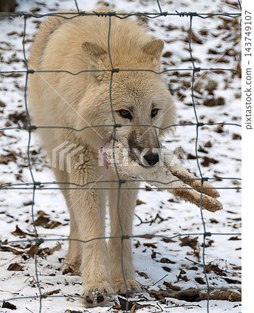 white siberian  wolf 143749107