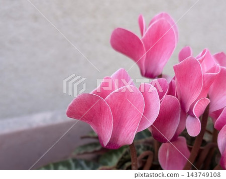 可愛的粉紅仙客來 可愛的粉紅仙客來 143749108