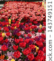 Colorful tulips 143749151