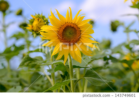 開花往太陽的向日葵 開花往太陽的向日葵 143749601