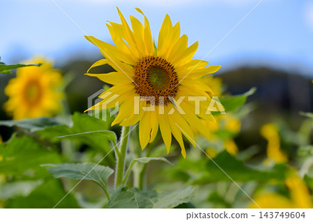 開花往太陽的向日葵 開花往太陽的向日葵 143749604
