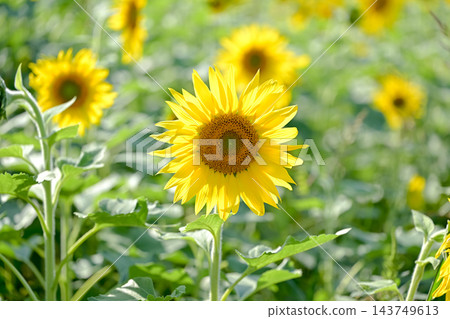 開花往太陽的向日葵 開花往太陽的向日葵 143749613