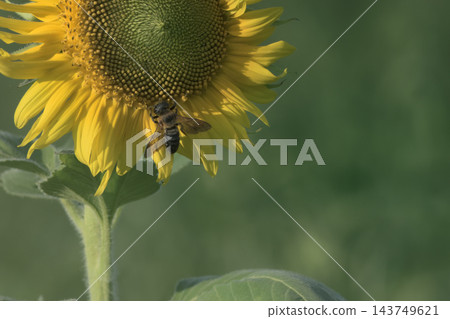 蜜蜂去向日葵花蜜 143749621