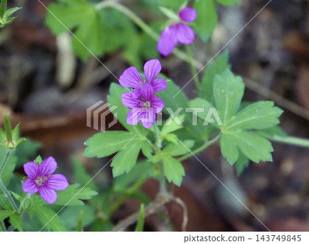 藥用草本植物,紅花,犛牛兒科,學名:Geranium thunbergii 藥用草本植物,紅花,犛牛兒科,學名:Geranium thunbergii 143749845