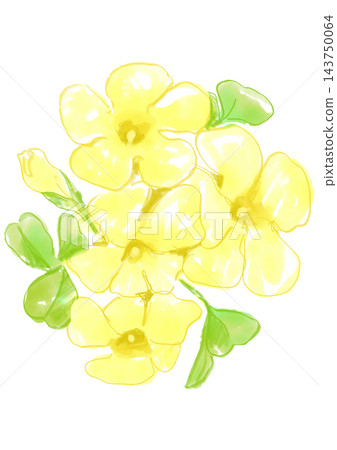 一幅手繪水彩插圖，描繪了盛開的黃色酢漿草花。 143750064