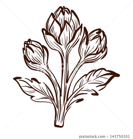 Artichoke branch vector illustration features several unopened flower heads on slender stems with pointed leaves, creating a botanical study of the plants growth and branching structure 143750101