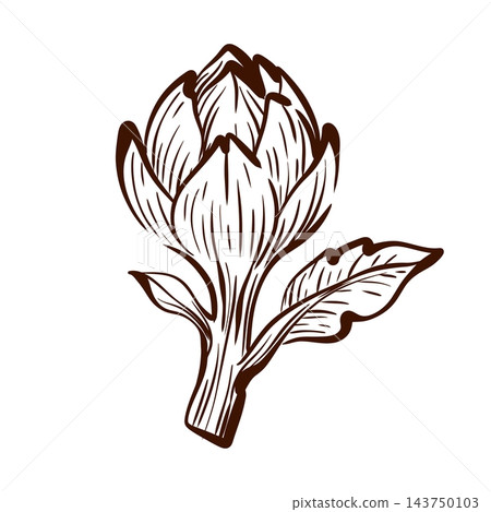 Artichoke bud vector illustration combines a compact pointed flower head with two serrated leaves, creating a balanced botanical sprig in fine vintage-inspired linework Artichoke bud vector illustration combines a compact pointed flower head with two serrated leaves, creating a balanced botanical sprig in fine vintage-inspired linework 143750103