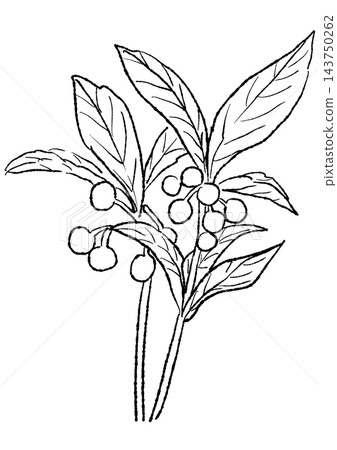 A hand-drawn line art illustration of red berries of Ardisia japonica. A hand-drawn line art illustration of red berries of Ardisia japonica. 143750262