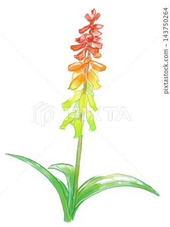 A hand-painted watercolor illustration of blooming Lachenalia flowers. A hand-painted watercolor illustration of blooming Lachenalia flowers. 143750264
