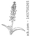 一幅手繪線條藝術插圖，描繪了盛開的拉赫納利亞花。 143750265
