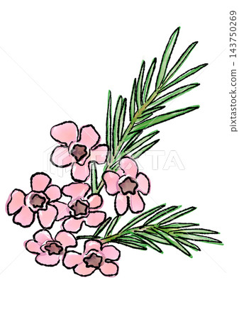 Hand-drawn line art and watercolor illustration of blooming waxflowers 143750269