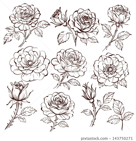 Rose flower collection with open blooms and delicate botanical linework, featuring roses at different stages of flowering, from tightly closed buds to richly layered blossoms in an elegant vintage Rose flower collection with open blooms and delicate botanical linework, featuring roses at different stages of flowering, from tightly closed buds to richly layered blossoms in an elegant vintage 143750271