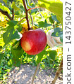 A ripe red Champion apple on an apple tree branch 143750427