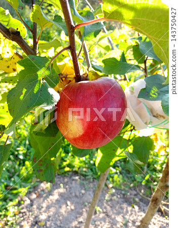 A ripe red Champion apple on an apple tree branch A ripe red Champion apple on an apple tree branch 143750427