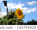 A ripening sunflower bloom set against the sky and a garden birdhouse 143750428