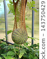 A round, striped watermelon in a support net on a vertical vine in a greenhouse 143750429