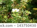 A single white cinquefoil flower in a garden flowerbed 143750430