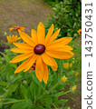 A yellow rudbeckia flower with a dark reddish-brown center in a garden 143750431