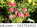 Coral asters with buds against a backdrop of yellow chrysanthemums in a garden 143750433