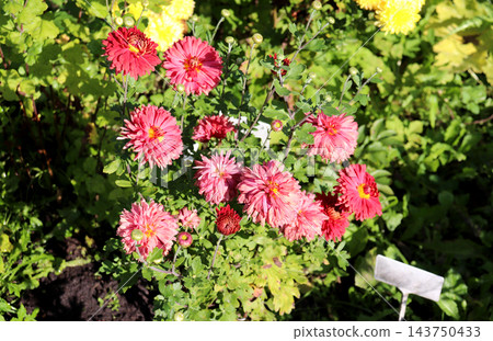 Coral asters with buds against a backdrop of yellow chrysanthemums in a garden Coral asters with buds against a backdrop of yellow chrysanthemums in a garden 143750433