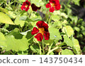 Three dark red nasturtium flowers in a garden flowerbed 143750434
