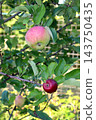 Two varieties of apples (Rosella and Florina) on adjacent branches of the same tree 143750435