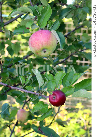 Two varieties of apples (Rosella and Florina) on adjacent branches of the same tree 143750435
