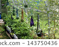 Watermelons in colorful nets on vertical vines above strawberry plants and cups with citrus seedlings 143750436