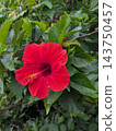 紅芙蓉 143750457
