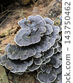 採蘑菇：雲芝（Trametes versicolor）。 143750462