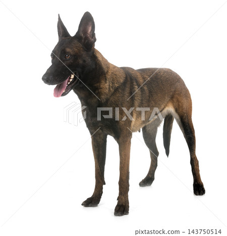 malinois in studio malinois in studio 143750514