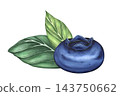 Blueberry with leaves. Watercolor illustration of a fresh blueberry with green leaves, isolated on white background. Botanical hand-painted fruit artwork for healthy food and nature concepts 143750662