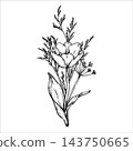 Vector bouquet of herbs and tulip. Garden and wild flowers painted by black inks. Black and white garden flower in vintage style. Great for label designs, cards and invitations. Plant outline. EPS 10 143750665