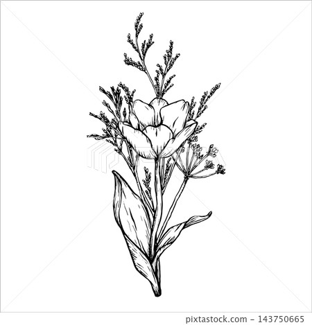 Vector bouquet of herbs and tulip. Garden and wild flowers painted by black inks. Black and white garden flower in vintage style. Great for label designs, cards and invitations. Plant outline. EPS 10 Vector bouquet of herbs and tulip. Garden and wild flowers painted by black inks. Black and white garden flower in vintage style. Great for label designs, cards and invitations. Plant outline. EPS 10 143750665
