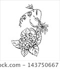Vector bouquet of herbs and wildflowers. Hand-drawn outline botanical illustration of hydrangea and meadow wildflowers. Black and white garden flower in vintage style. EPS 10 143750667